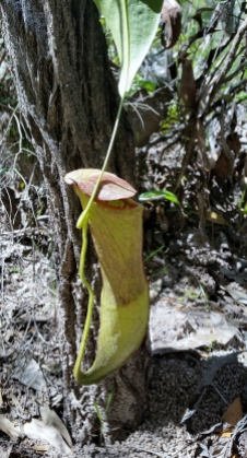 Pitcher plant - opens trap on top to catch insects.