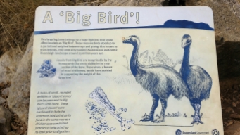 'Big Bird' info.