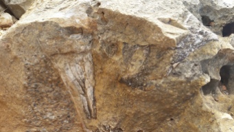'Big Bird' leg bone fossil.