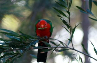 Male KIng Parrot