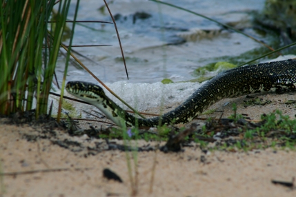 Python - Lake Brou